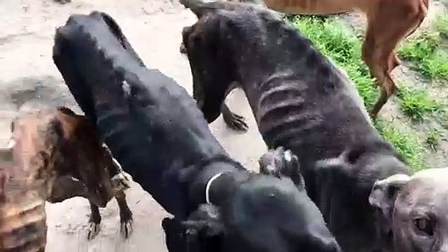 Vídeo mostra a extrema magreza dos cães de João Moura