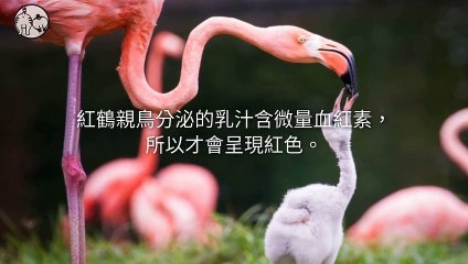 CollectionVideo-petmao_curation-petsmao.nownews-copy4-PetsMaoParser-2020/02/21-09:30