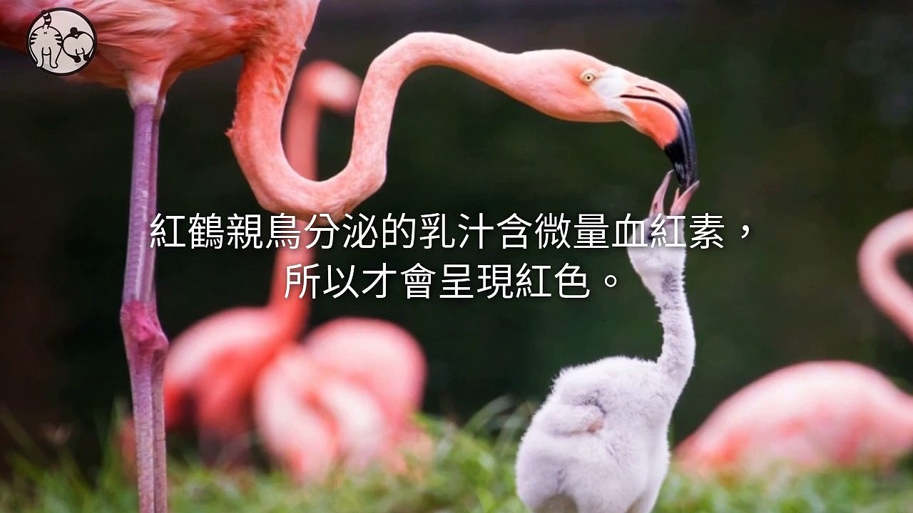 CollectionVideo-petmao_curation-petsmao.nownews|petmao_nownews-copy2-PetsMaoParser-2020/02/21-09:30
