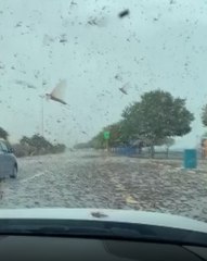 Çekirge istilası kameralara böyle yansıdı