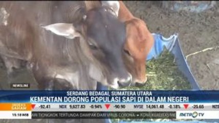Kementan Dorong Peningkatan Populasi Sapi Dalam Negeri