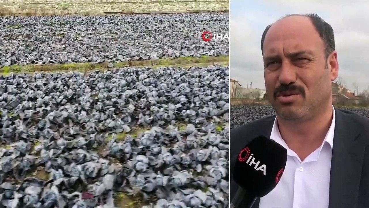 Geçen Sene Mor Lahanadan Kar Elde Eden Çiftçiler Bu Sene Zararda