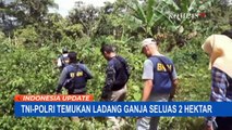 Penemuan Ladang Ganja Puluhan Pohon Dicabut dan Dimusnahkan!