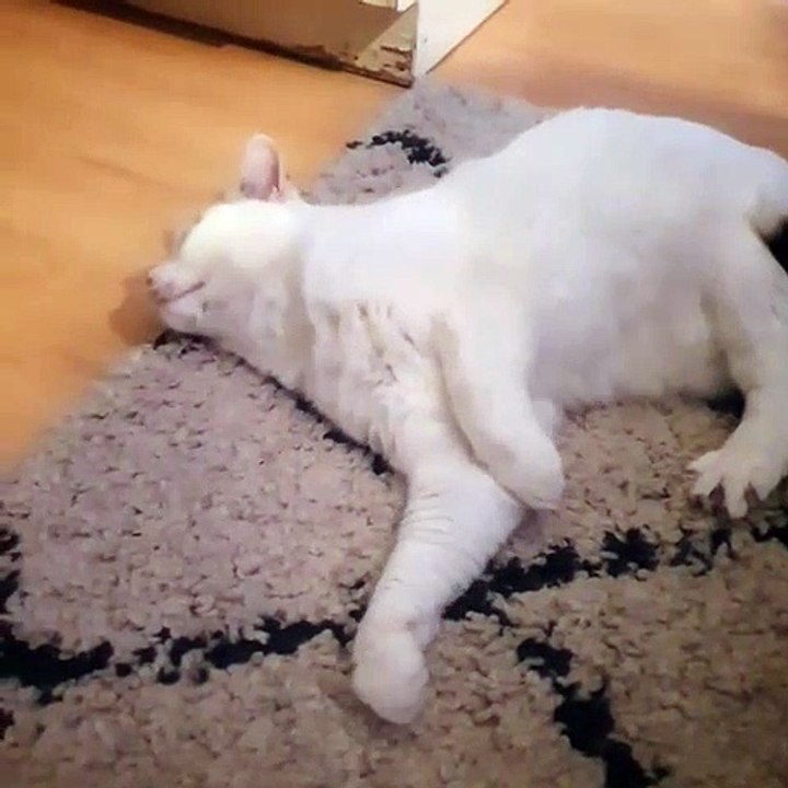 collection of cute cats #47