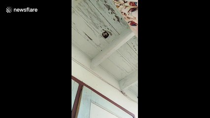 Nosy cat pokes its head through hole to see what's happening on floor below