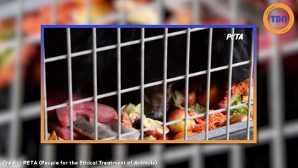 Cet ours en surpoids va vous faire mal au coeur