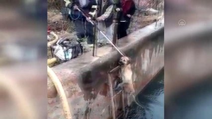 Hatay'da havuza düşen köpeği, itfaiye kurtardı