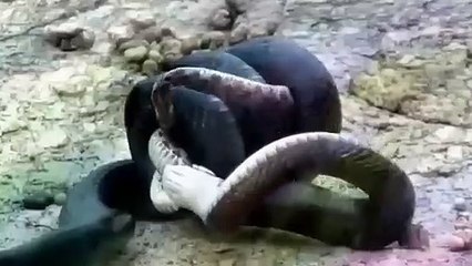 월곶출장서비스 월곶출장서비스O1Og2154g6609｛카톡MBN74｝ 월곶출장마사지샵 월곶출장안마on월곶출장안마cos여3♪⇔∃마사지황형♥≲≪