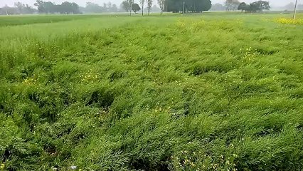 बाराबंकी - मौसम ने ली अचानक करवट