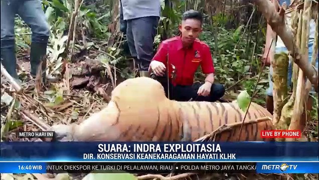 Jaga Habitat Harimau, KLHK akan Buat Koridor Hutan Lindung dengan Produksi