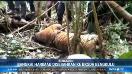 Harimau Sumatera Ditemukan Mati dengan Leher Terjerat