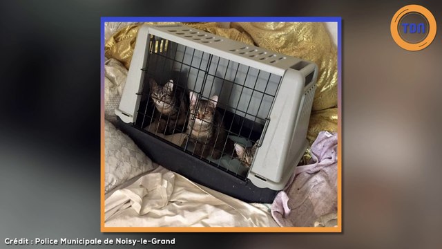 Seine-Saint-Denis : 30 chiens et chats retrouvés enfermés dans un 30m²