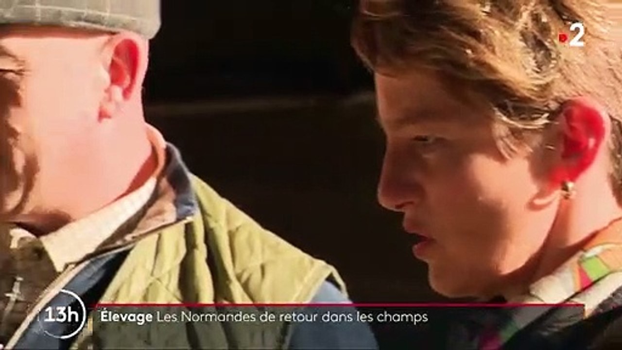 Agriculture : la Normandie subventionne les vaches normandes