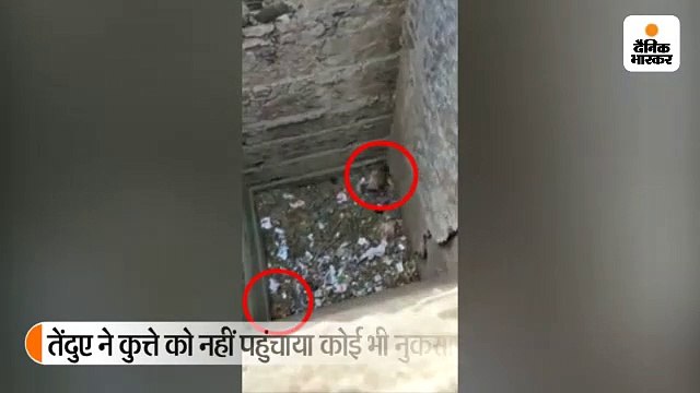7 घंटे तक सूखे कुएं में तेंदुआ और कुत्ता साथ फंसा रहा, तेंदुए ने कुत्ते को नहीं पहुंचाया कोई नुकसान