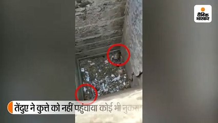 7 घंटे तक सूखे कुएं में तेंदुआ और कुत्ता साथ फंसा रहा