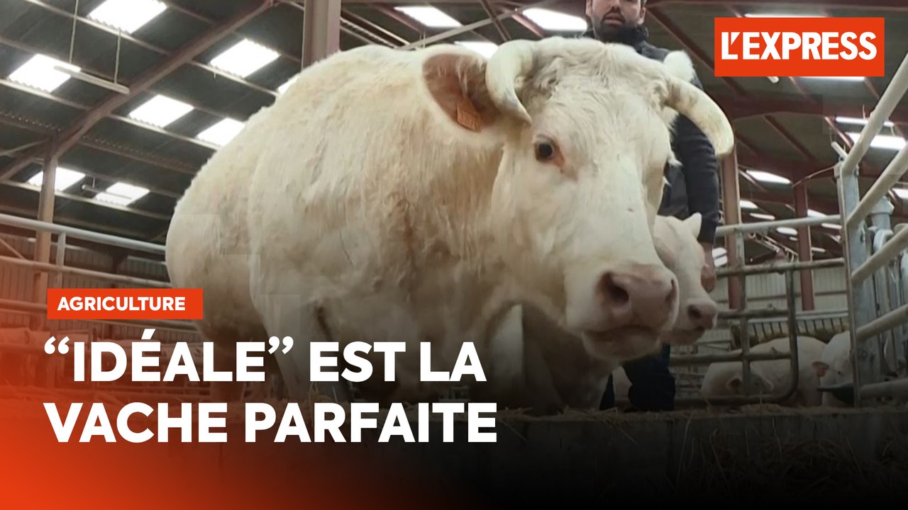 Salon de l'Agriculture: découvrez la vache parfaite
