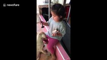 Dog stands still as two-year-old Thai girl applies makeup