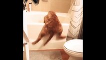 Ce chien tente de monter dans la baignoire et c'est terriblement mignon !
