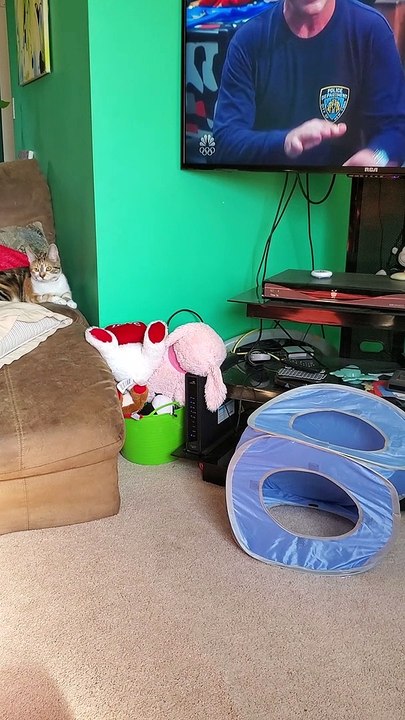 Cat Tries To Catch Light