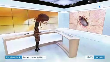 Punaises de lit : lutter contre le fléau