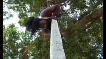 Man impressively climbs utility pole whilst upside down in southern India