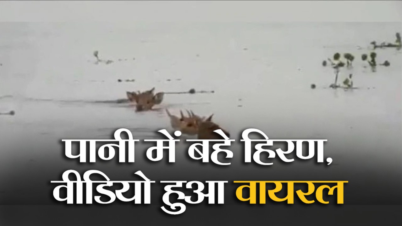 पानी में बहे हिरण, वीडियो हुआ वायरल, देखकर दंग रह जाएंगे आप