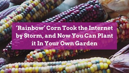 ‘Rainbow’ Corn Took the Internet by Storm, and Now You Can Plant it In Your Own Garden
