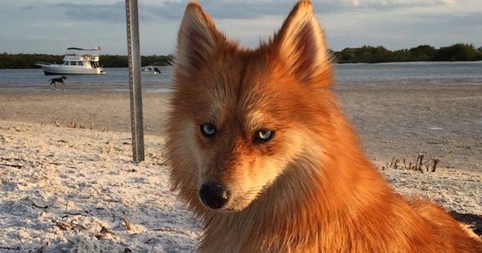 Cette chienne, croisement entre un spitz pomeranian et un husky, qui ressemble à un renard est tout simplement somptueuse