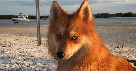 Cette chienne, croisement entre un spitz pomeranian et un husky, qui ressemble à un renard est tout simplement somptueuse