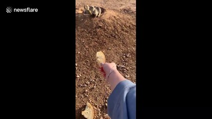 Prairie dogs satiated with bagel sacrifice