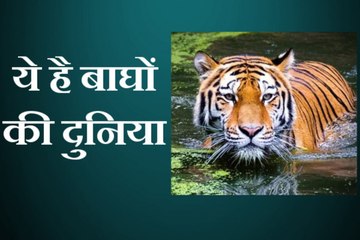 अगर करना चाहते है बाघों की दुनिया की सैर, तो जरूर देखें ये वीडियो