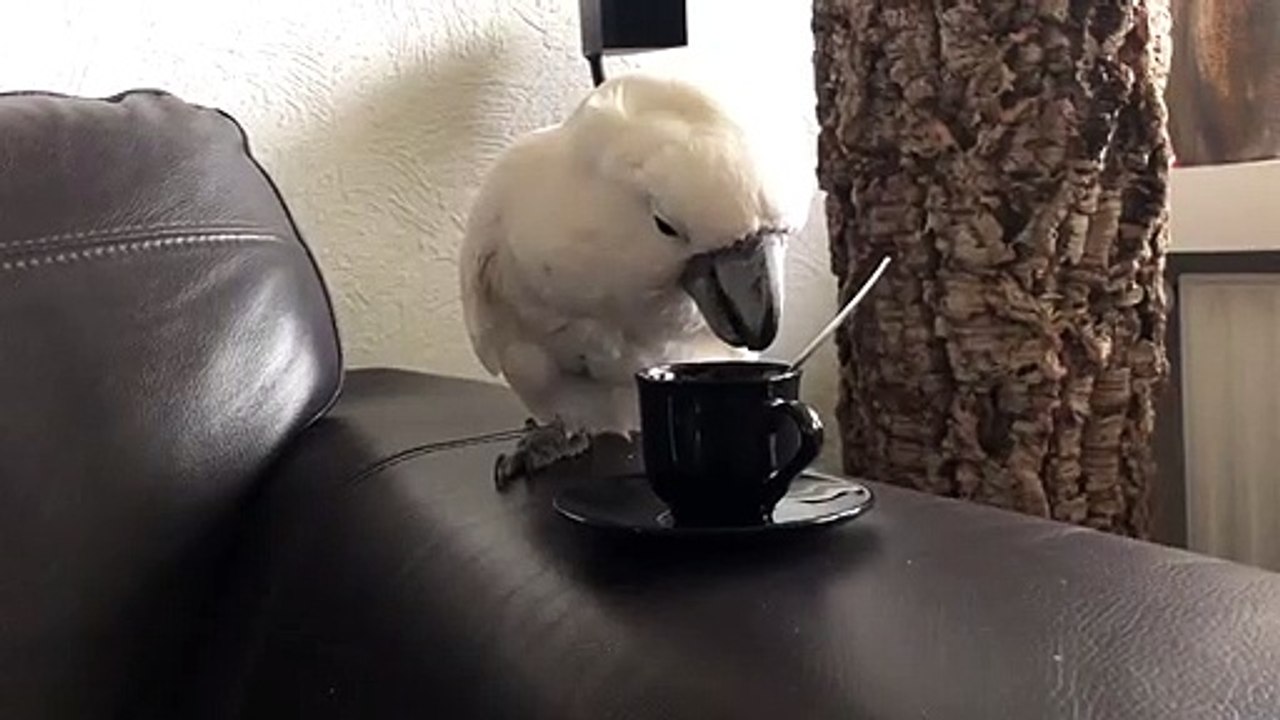 Harley the Cockatoo Takes Her Coffee Break