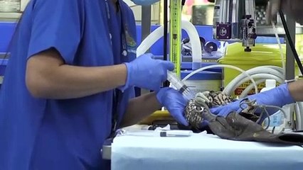 الإماراتيون يحافظون على تقليد الصقارة