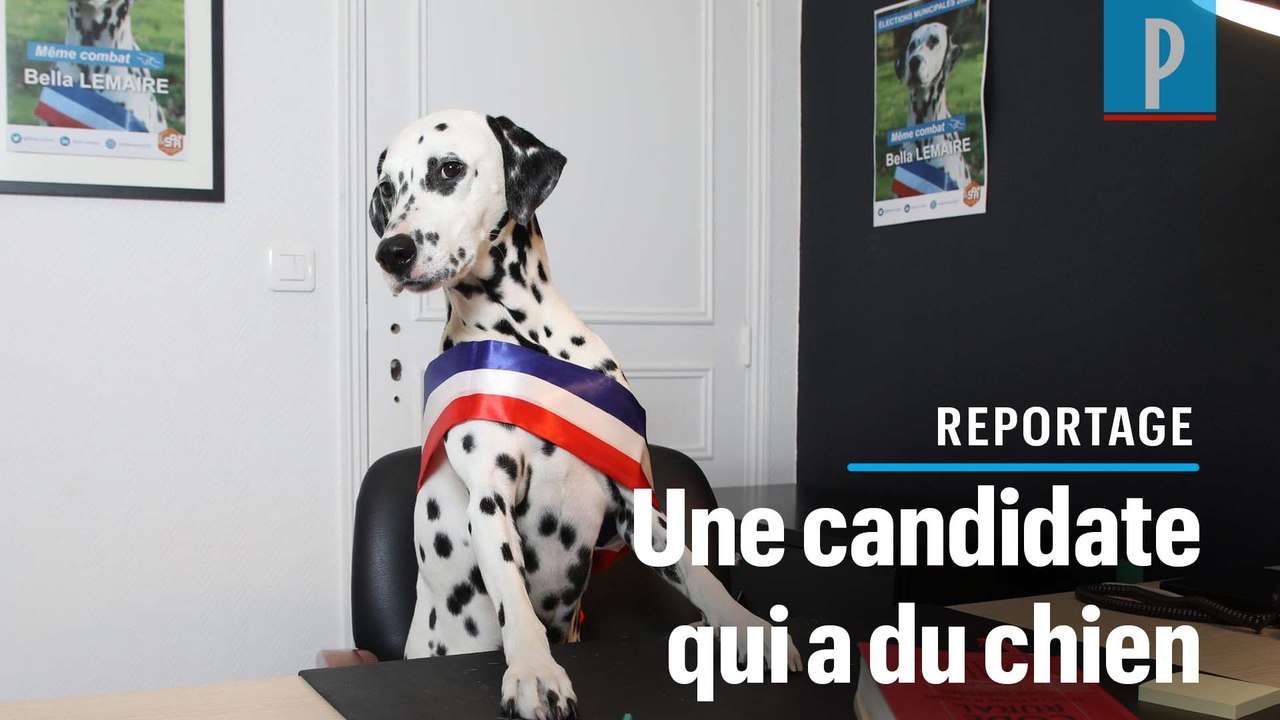 Municipales : la SPA présente Bella, une candidate qui a du chien