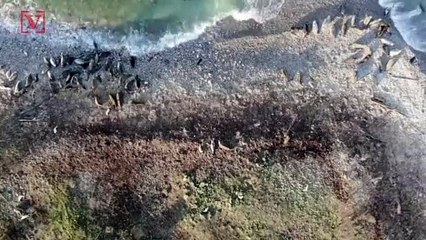 Estonia’s Warm Winter Could Gravely Impact Seals’ Breeding Season