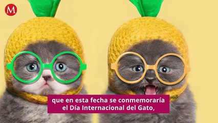 ¿Por qué celebramos el Día del Gato el 20 de febrero?
