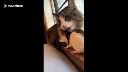 Pet rat and cat share romantic moment in Ohio