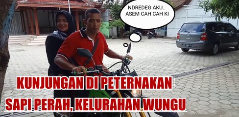 PETERNAKAN SAPI PERAH,  KELURAHAN WUNGU