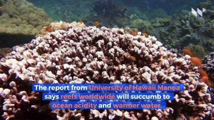 Coral Reefs Will Be Gone by the End of the Century, Report Says