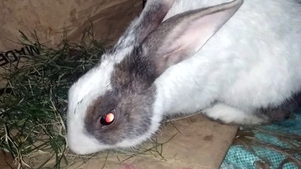 What a cute rabbit||Look pretty rabbit once