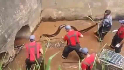 5 pompiers tentent de capturer un énorme anaconda