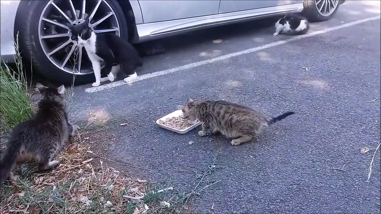 Ce bébé chat mange tranquillement pendant que maman surveille les alentours