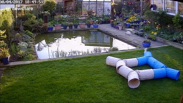 Chat vs Oiseau : le pauvre minou a trouvé plus fort que lui