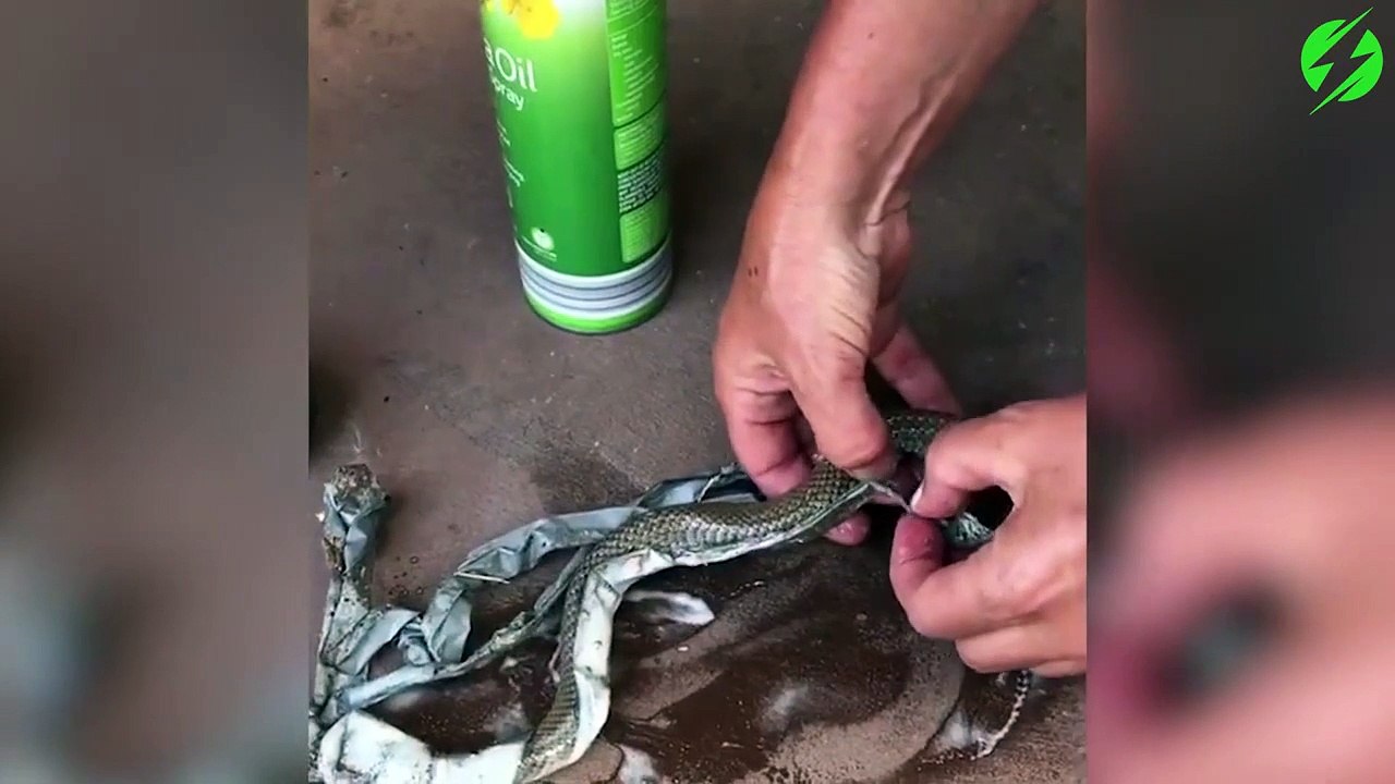 Ce pauvre serpent s'est retrouvé coincé dans du scotch. Sauvetage compliqué