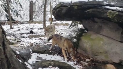 Wolves enjoying a snowy morning at the zoo