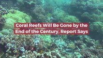 Coral Reefs Will Be Gone Next Century
