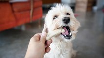 It's Time To Treat Your Pup: February 23 is National Dog Biscuit Day