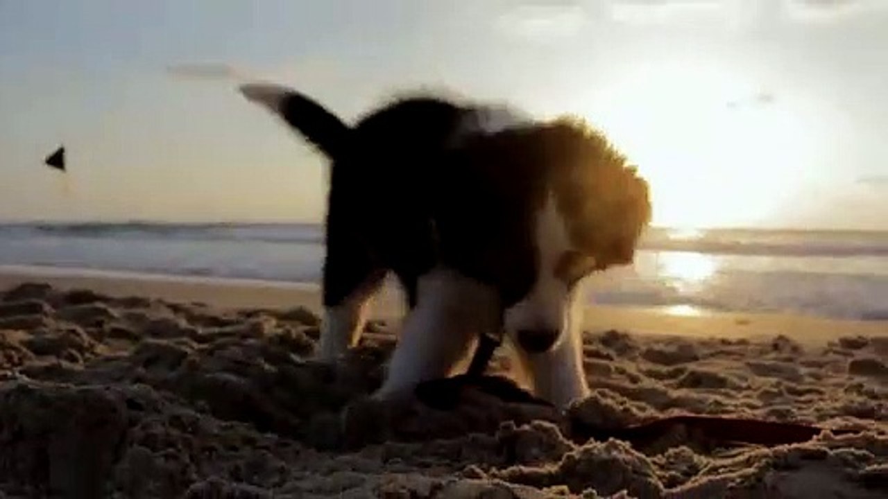 Petlovesmetoo- The Playful Dog