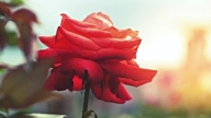 Las flores más hermosas para regalar