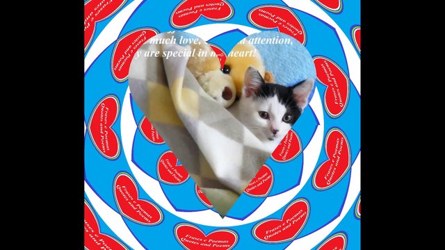 The animals are not teddy bears, but they are special in my heart! [Quotes and Poems]